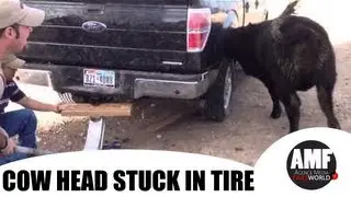 Cow Head Stuck In Tire