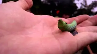 Taiwan Insects - Smooth Green Caterpillar with big 