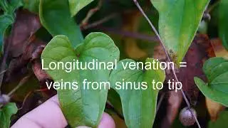 Quick Travel Vlog -- wild Cinnamon / Iron Yam (Dioscorea polystacha) -- Kentucky Breakfast