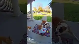 🤯 ПИТОМЦЫ-ГЕРОИ! 🐾 Собака и кот СПАСАЮТ малыша от нападения орла! (Заснято на камеру!) 🦅