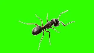 Green Screen Animation - 3D Ant (COPYRIGHT FREE)#greenscreen #chromakey