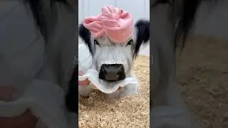 My Cows 10 Step Hair Care Routine 🫧🎀