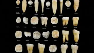 Tooth Fossils Reveal Modern Humans in Asia 80,000 Years Ago