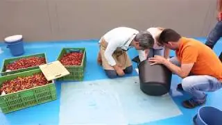 The Coffee Quality Institute's Q Processing Program - El Salvador Students