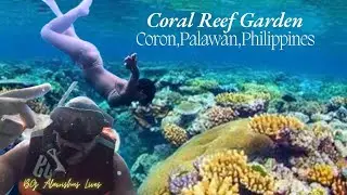 OMG! The Majestic Coral Reef Garden of Coron, Palawan