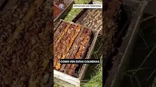 Como estas las colmenas en sus zonas, manden fotos en el comentario. Saludos