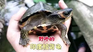 野外的印度棱背龟长什么样