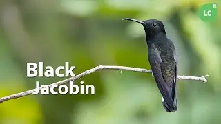 Black Jacobin #hummingbird #colibr&iacute; #beijaflor #picaflor #Brazil