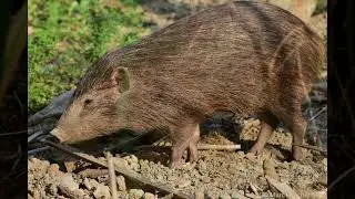 Suidae(Family) -Свиневі -pigs, hogs, swine