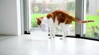 Hoopo Agua SMART water fountain