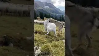 Polish Tatra Shepherd Dog: Guardian of the Tatra Mountains