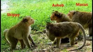 Wonderful Day! Skippy Breaks Amari Group,But King Macus,Acheb &Philip Try The Best Protecting Group.