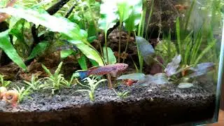 Aquarium nano 15 litres planté des killies gardneri