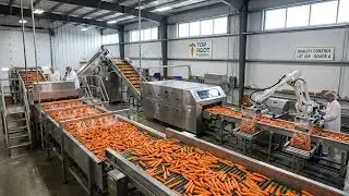 Inside a Modern Carrot Processing Plant 😱 From Farm to Table