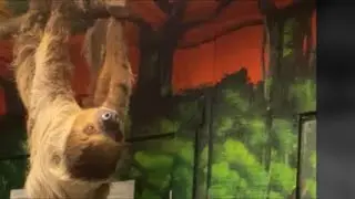 Sloth encounter