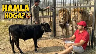 Sher Ke Samne Bull&hellip; Kya Hamla Kar Dein Ge? 😱🦁
