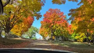 Beautiful Maple Trees in The Thumb.
