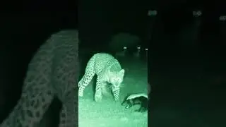 Night Vision Standoff &mdash; Honey Badger vs Big Cat