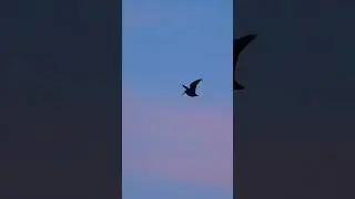 How delightful!#birdhunter #birdhunt #birdhunting #hunting #Hunter #hunt #outdoor #nature #kalkal