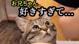 【お喋り保護猫ピノ】ワオ❣️と喜ぶ🩷お兄ちゃんに寄り添うの😻#猫 #保護猫