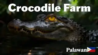A visit to Palawan Crocodile Farm in The Philipines