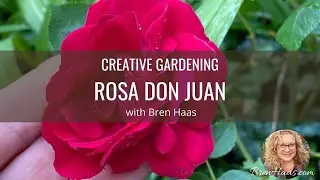 Rosa Don Juan Climbing  Review