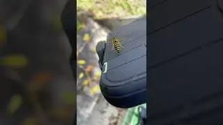 Yellow Jacket stinger gets stuck! 🐝 . . #bee #stinger #otterbox