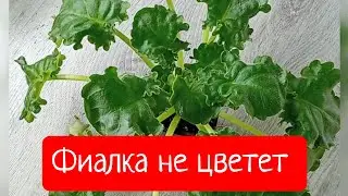 Фиалка не цветет.Помогаем фиалке # цветущие фиалки#фиалканафитиле#переукоренениефиалки#сад