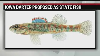 Iowa lawmakers want to make this the official state fish
