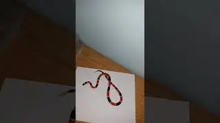 Eastern Coral snake fast facts