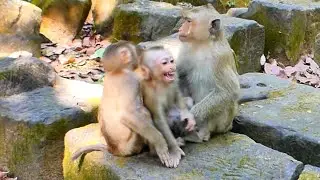 Understanding Monkey Behavior: When Rainbow Mediates the Group Conflict