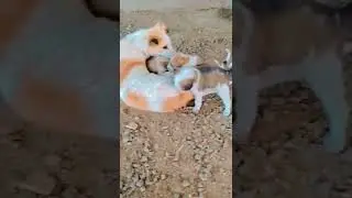 Cute puppies with mother #shorts #puppy #puppylife #dog #doglover #chetanharodvlogs #farmhousevlog