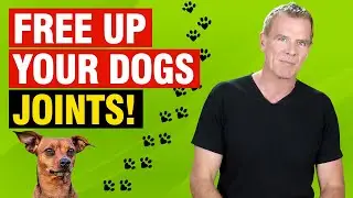 3 Natural Dog Arthritis Supplements (CRUCIAL for Dog Health)