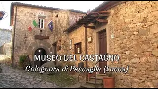 MUSEO DEL CASTAGNO