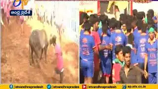 Traditional Bull Taming Sport | Jallikattu Begins | in Madurai