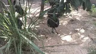 Jacksonville Zoo 302