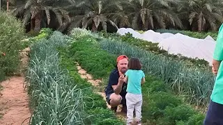 UAE 🇦🇪 local vegetable 🥒🍆 and dates farming 🧺