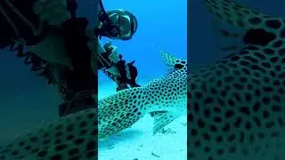 Звёздчатый аратрон 6 #море #ocean #fish