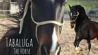 Teaching a Human about Autonomy for Horses - Forcing Dalia to look for Intrinzen