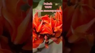 पलाश🌷|Plants|Garden #palash #dg #ayurveda #tree #trending #ytshorts #flowers