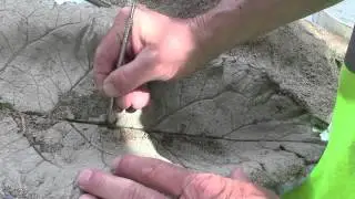 Concrete Leaf Casting Burdock
