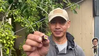 preng in Bong General Backyard 2023   ព្រីញខុសរដូវនៅក្រោយផ្ទះបង General