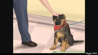 A sad dog stroy