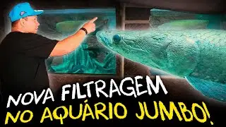 NOVAS REFORMAS PARA MELHORAR NOSSO AQUÁRIO JUMBO! | A CASA DOS BICHOS!