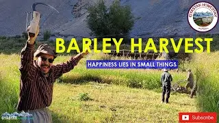 Harvest Wheat and Barley , Keep yourself warm and healthy in Winter || Ladakh