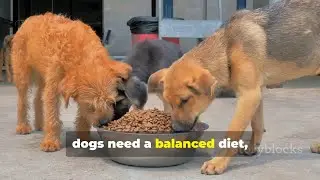 Protein for Dogs: Boost Strong Muscles & Healthy Growth with the Best Sources 🐶💪
