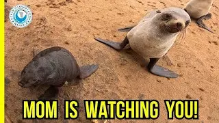 A Mother&rsquo;s Watchful Eye During Seal Rescue
