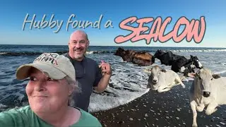 THE COWS ARE ON VACATION! 🐄 Road Trip to Edisto Beach, SC (Southern Fried Seafood)