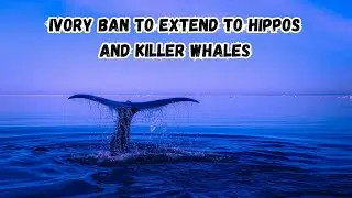 Ivory ban to extend to hippos and killer whales | whales |  Hunting Ban | 63k views | 4 hours ago