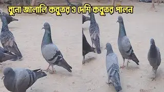 বুনো জালালি কবুতর পালনে সুভিদা আছে || buno jalali kobutor palon 2025